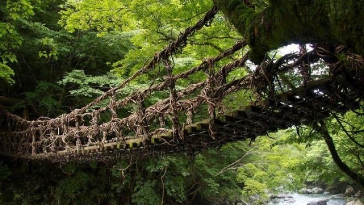 232796_jembatan-rambat-jepang_663_382 (1) 232796_jembatan-rambat-jepang_663_382 (1)