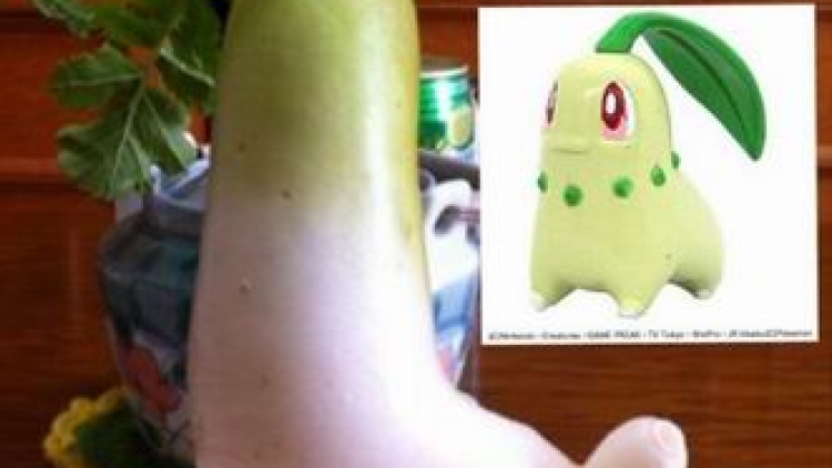 chikorita-cover chikorita-cover