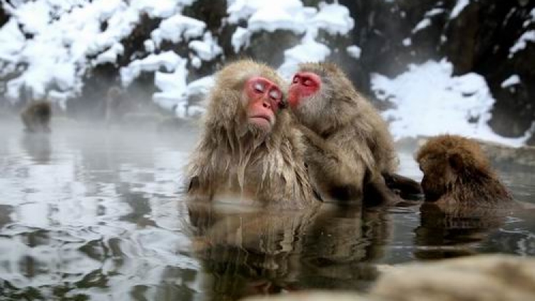 monkeyjigokudani