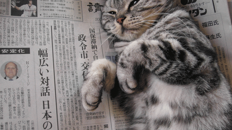 Nyan Nyan Nyan Day, Hari Kucing Nasional di Jepang (1)