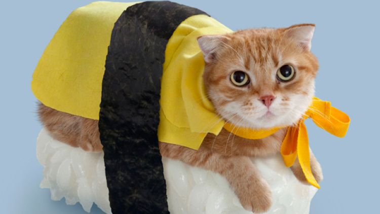 neko-sushi (6)