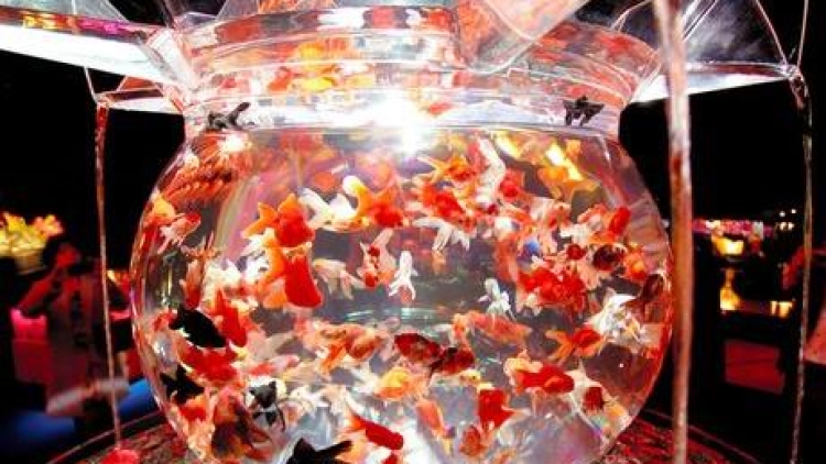 aquariumart aquariumart