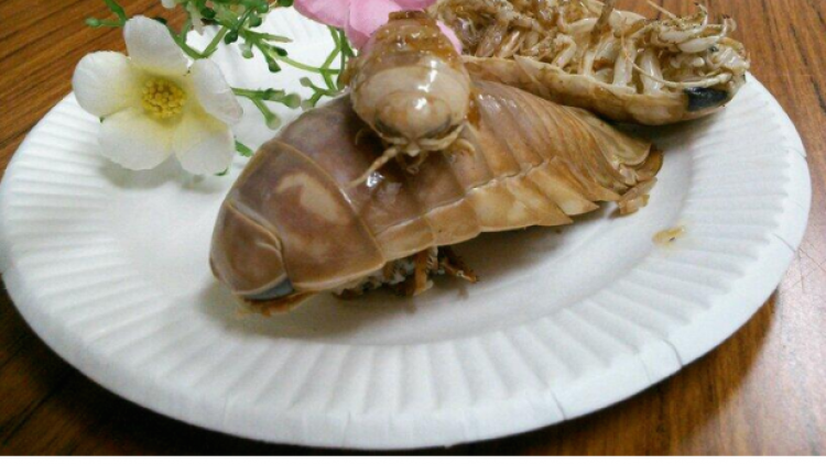 isopodagorengraksasa