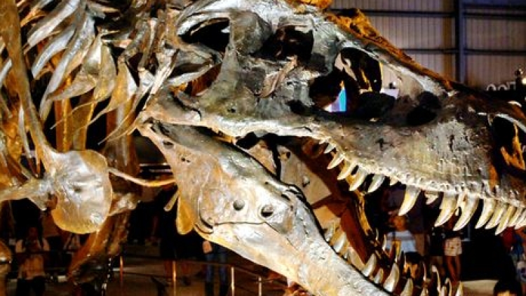 japandinosauracidrain