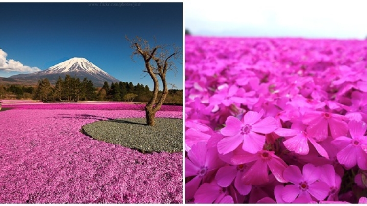 wow-padang-bunga-pink-di-jepang-ini-sangat-indah-bagai-di-alam-mimpi wow-padang-bunga-pink-di-jepang-ini-sangat-indah-bagai-di-alam-mimpi