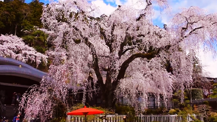 400 Year Old Cherry Tree In Full Bloom
