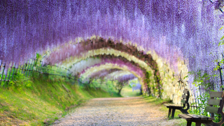 5-terowongan-pohon-paling-cantik-di-jepang