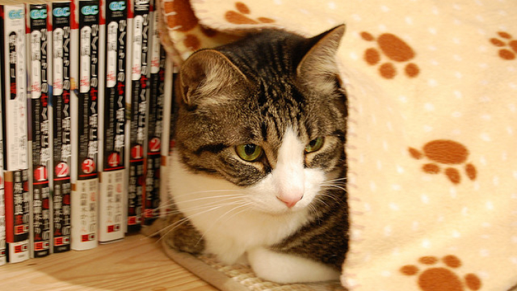 Manga Cafe x Cat Cafe = Heaven! (1) Manga Cafe x Cat Cafe = Heaven! (1)