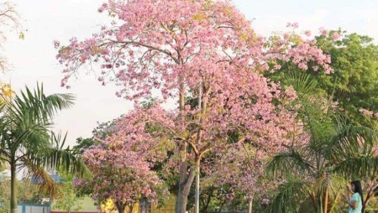 bunga-sakura-batam