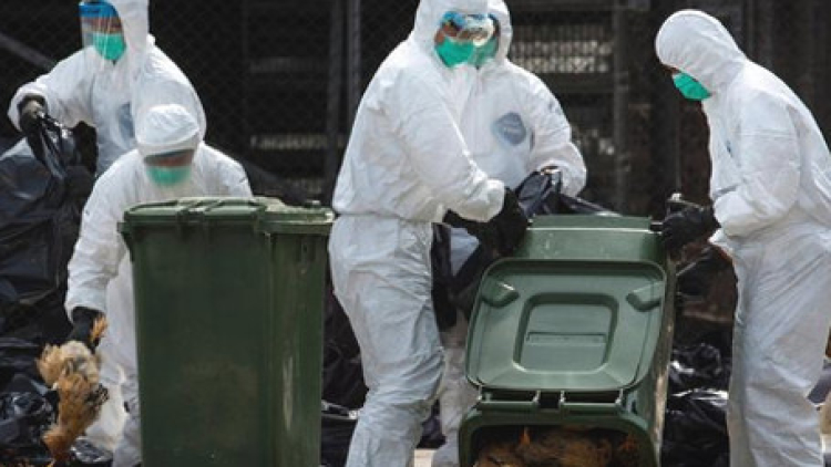 Jepang diserang virus flu burung
