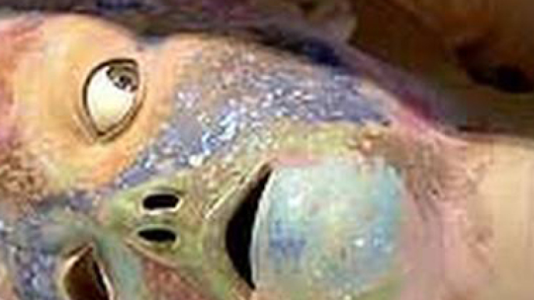 mannequin_face mannequin_face