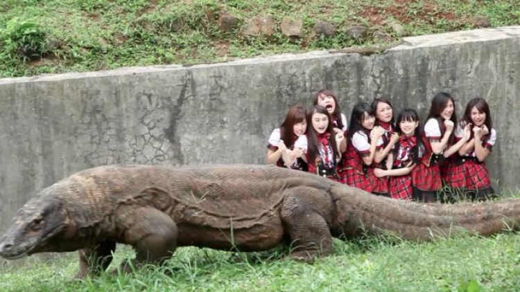 JKT48+di+kandang+komodo