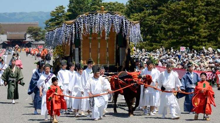 festival aoi festival aoi