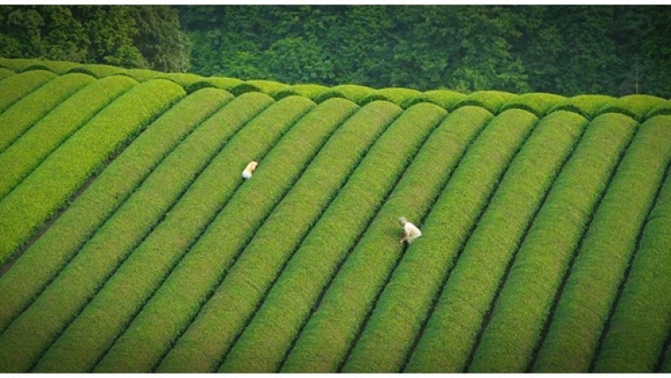kebun-teh-di-kyoto-jepang (1) kebun-teh-di-kyoto-jepang (1)