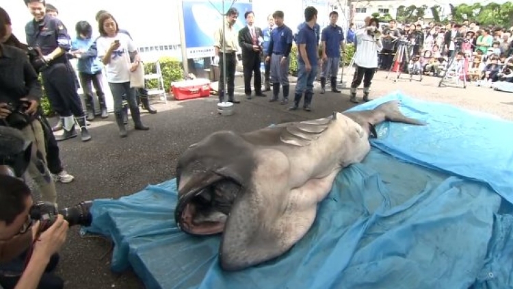 o-SHARK-facebook o-SHARK-facebook