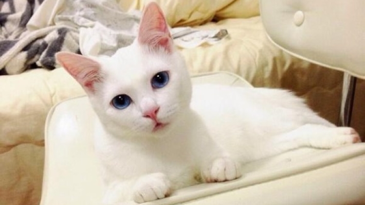 setsu keyboard cat (1) setsu keyboard cat (1)