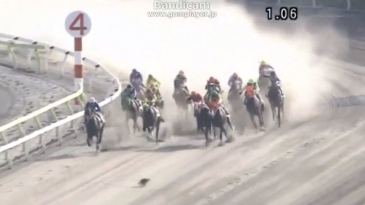 cat-enters-horserace