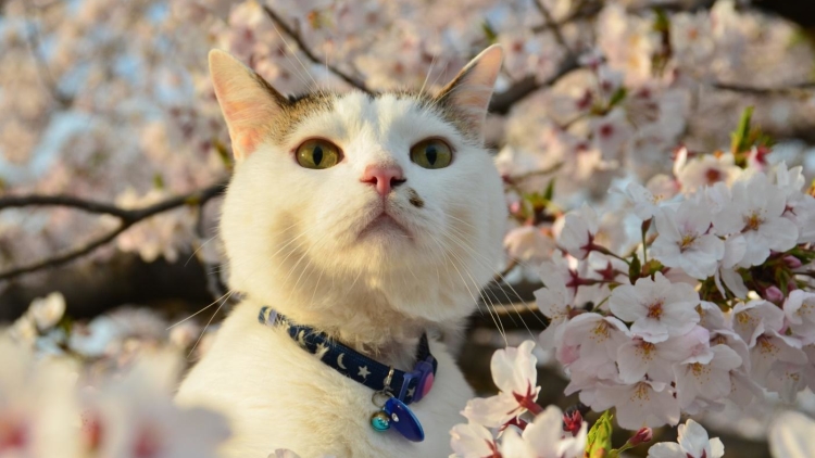 cat-sakura-01