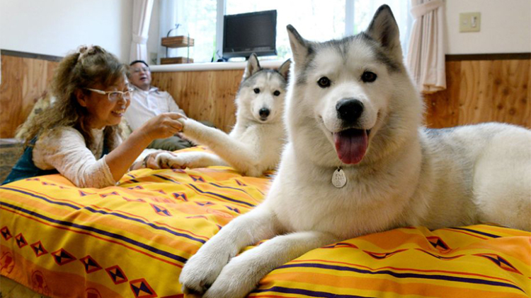 dogfriendlyhotelsjun7