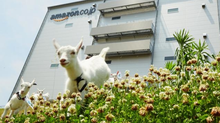 goat-workers-japan-01 goat-workers-japan-01