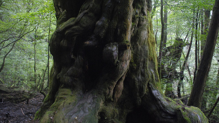 japan-world-heritage-01