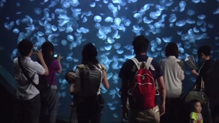 kamo aquarium