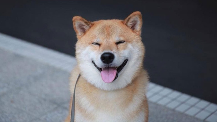 maru-japan-dog (1)