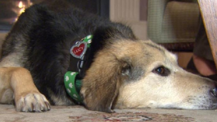 panti jompo anjing di jepang