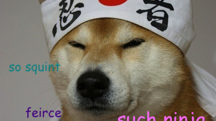 shibe1