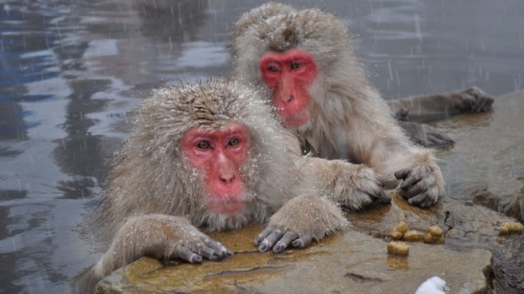snow-monkeys-01 snow-monkeys-01
