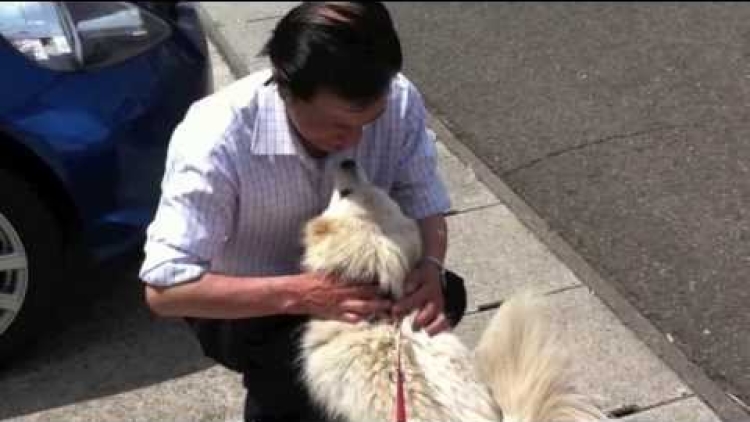 straypetjapan straypetjapan