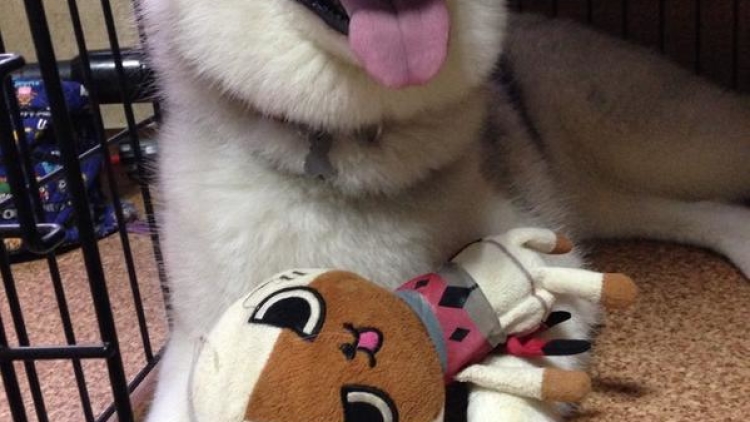 2014-07-19-dog-story-ii 2014-07-19-dog-story-ii