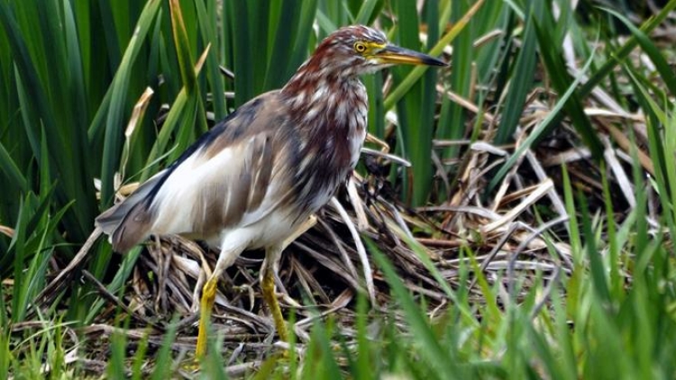 akagashirasagi-ardeola-bacchus-dari-indonesia-muncul-di-kyoto