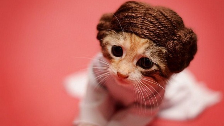 cosplay cats (1)
