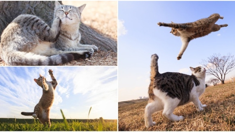 foto-lucu-kucing-menikmati-hangatnya-mentari (1)