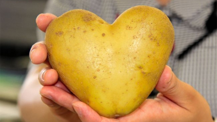 heartpotatojuul6-775x437