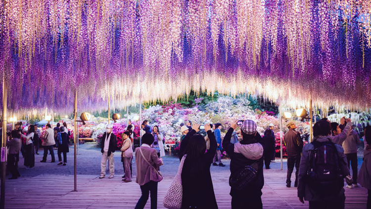 oldest-wisteria-tree-ashikaga-japan-6 oldest-wisteria-tree-ashikaga-japan-6