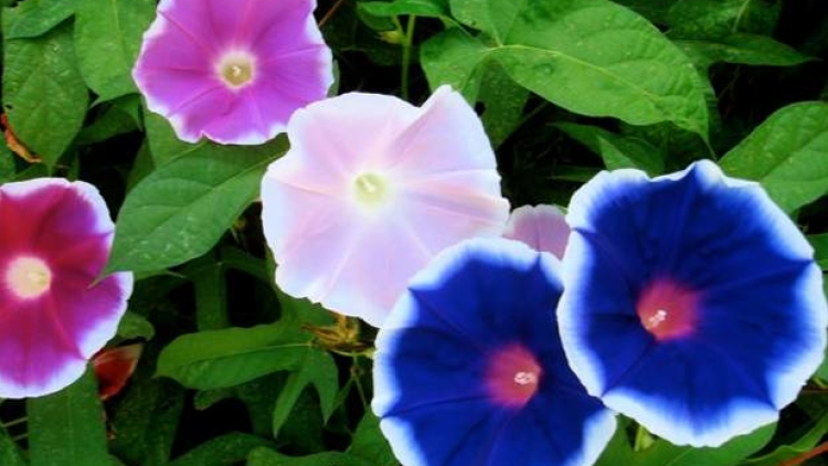 peneliti-jepang-temukan-cara-perlambat-penuaan-pVr