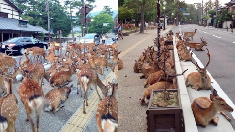 rusa nara rusa nara