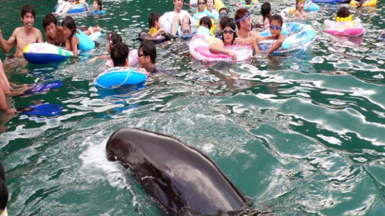 whale japan (1)