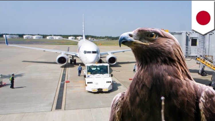 hawks airport hawks airport