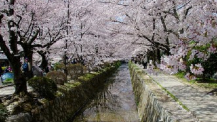 5c sakura-660 5c sakura-660