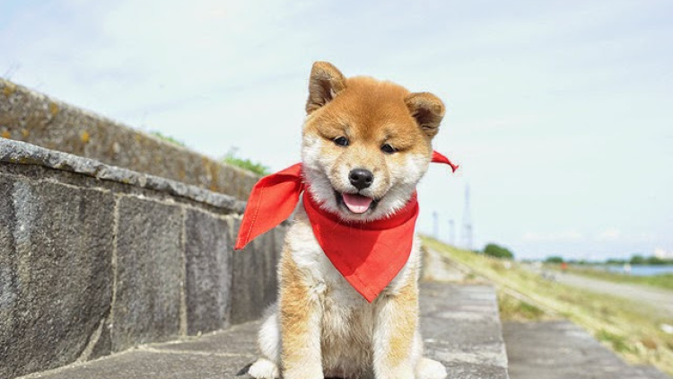 Yoju_Mameshiba_Bokyo_hen-001