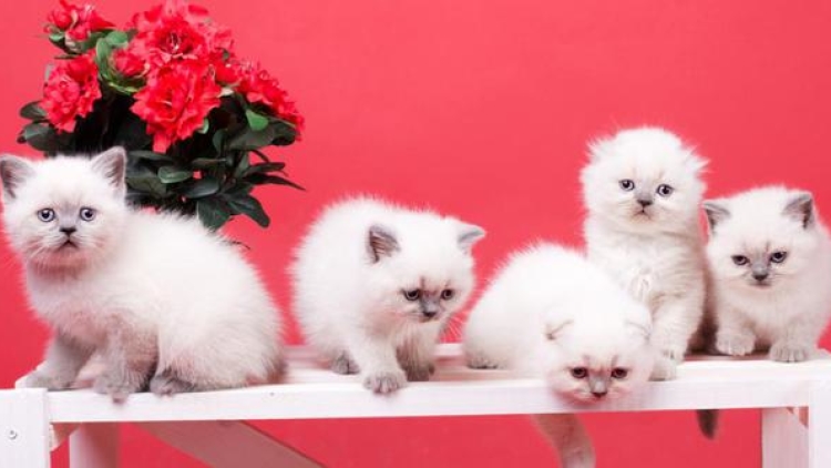 10-ras-kucing-terpopuler-di-jepang