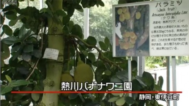 20141010_193511_nangka-di-jepang