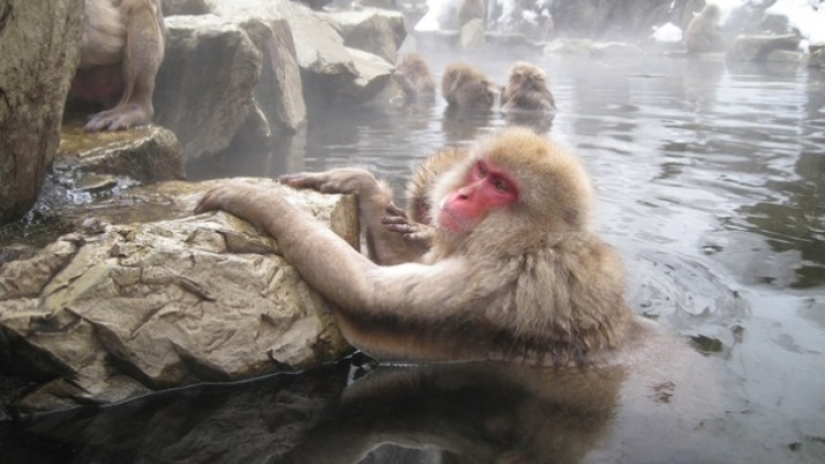 7-Destinasi-Wisata-Unik-Jepang2