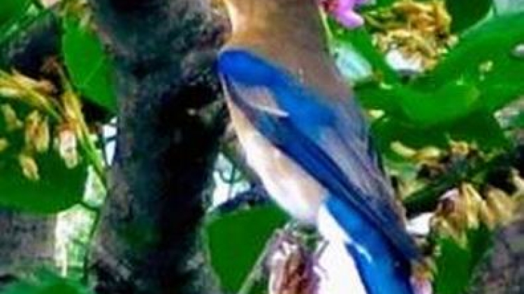 burung-blue-bird-indonesia-muncul-di-jepang burung-blue-bird-indonesia-muncul-di-jepang