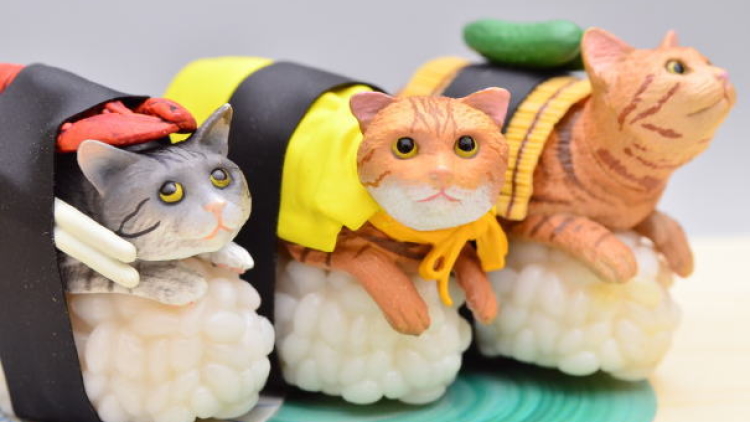 catsushi