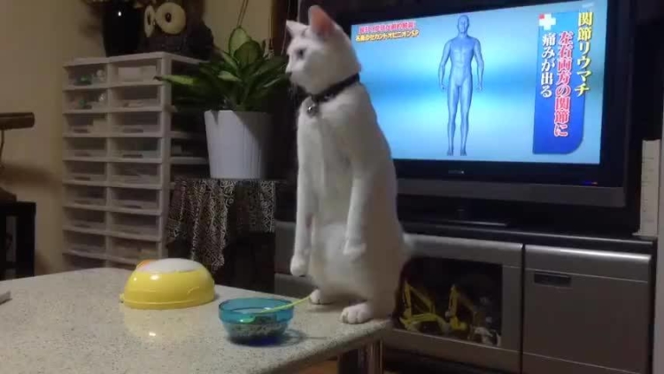 momotaro standing cat