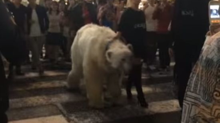 shibuya-polar-bear shibuya-polar-bear